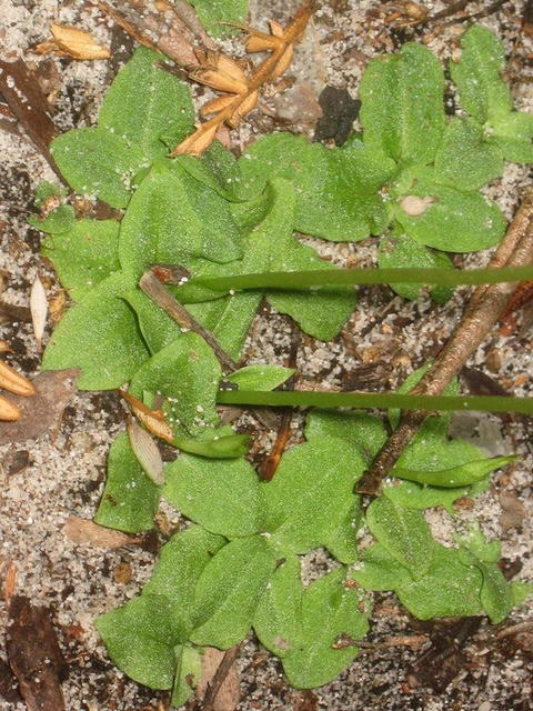 Pterostylis acuminata habit