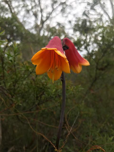 Blandfordia grandiflora