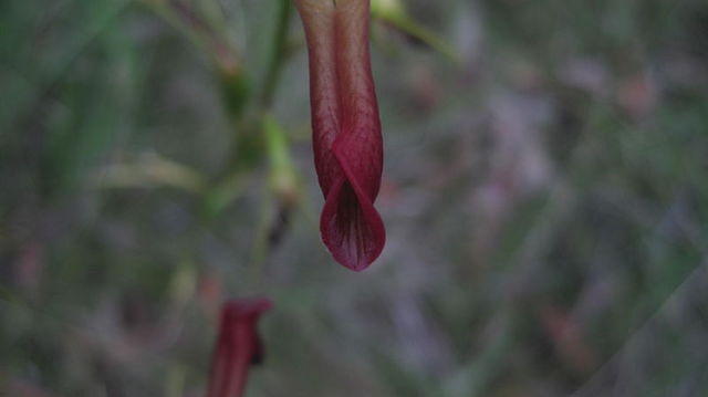 Cryptostylis subulata end of tongue