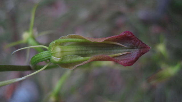 Cryptostylis subulata top of flower