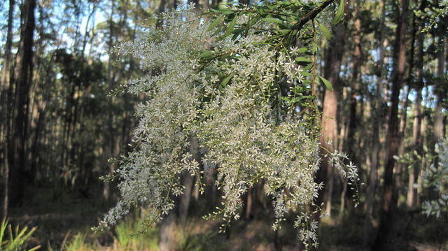 Bursaria spinosa flowers