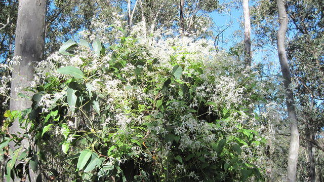 Clematis glycinoides flowers covering a shrub