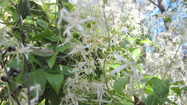 Clematis glycinoides flowers