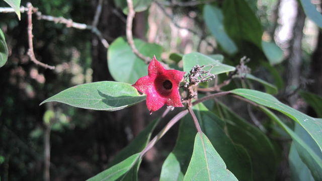 Clerodendrum tomentosum calyx