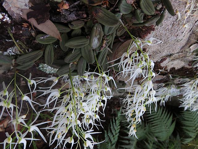 Dockrillia linguiformis (11)