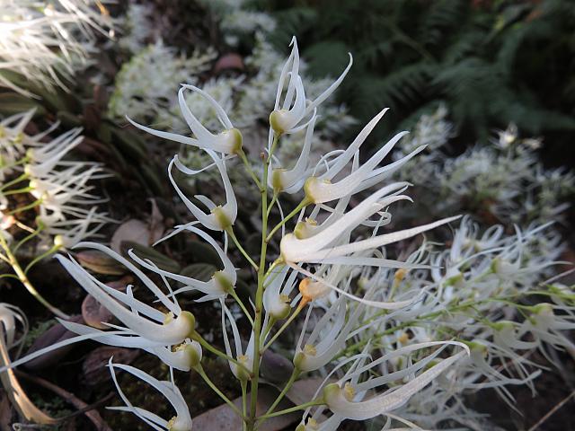 Dockrillia linguiformis (3)