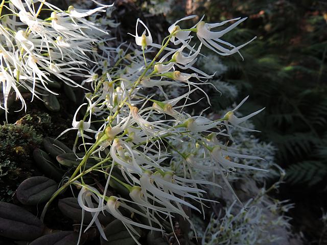 Dockrillia linguiformis (4)