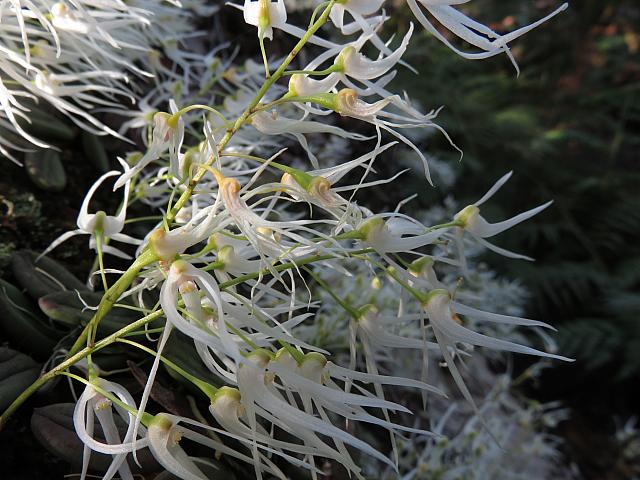 Dockrillia linguiformis (5)