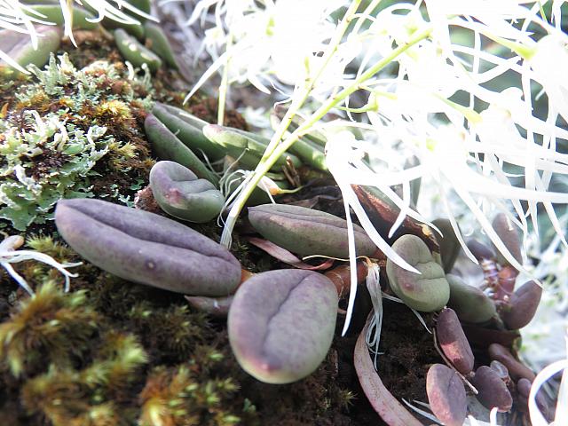 Dockrillia linguiformis (8)