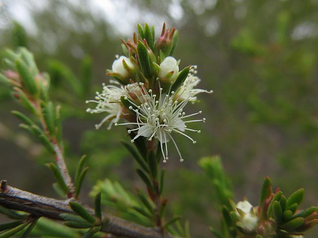 Kunzea ambigua (10)