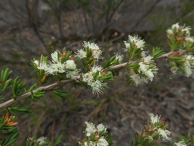 Kunzea ambigua (11)