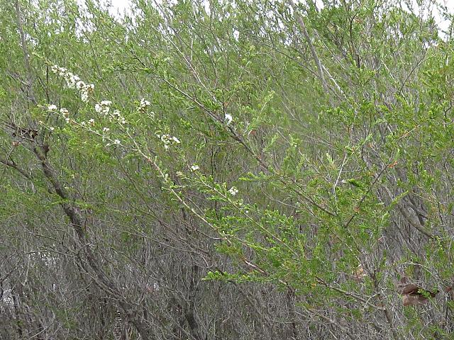 Kunzea ambigua (12)