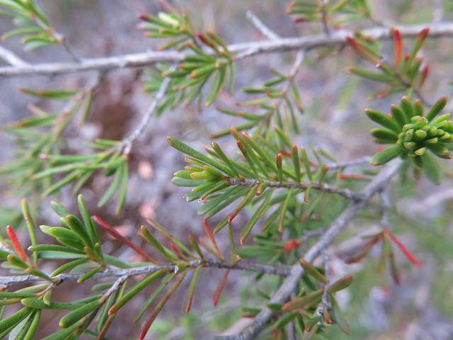 Kunzea ambigua (2)