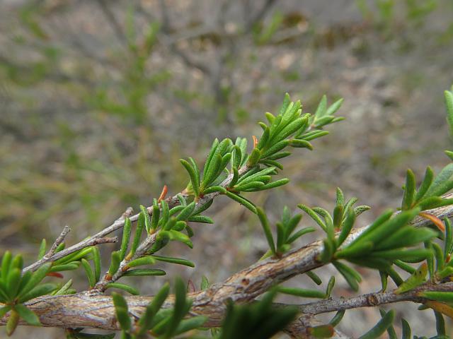 Kunzea ambigua (4)