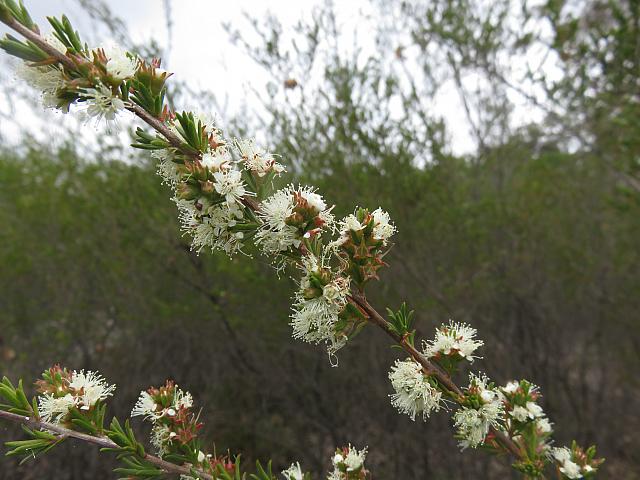 Kunzea ambigua (8)