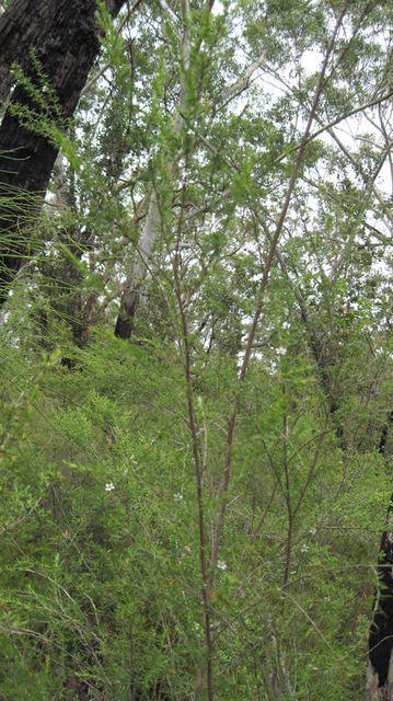Leptospermum continentale plant shape