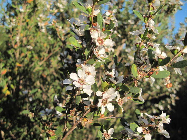 Leptospermum laevigatum branch