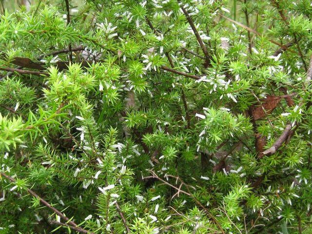 Leucopogon juniperinus flowers