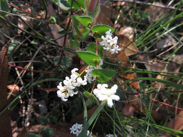 Leucopogon amplexicaulis (15)