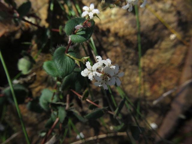 Leucopogon amplexicaulis (16)