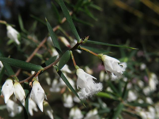 Leucopogon setiger (18)
