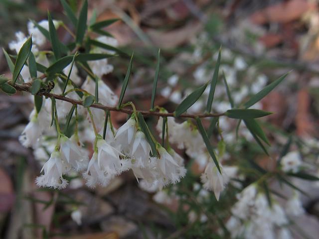 Leucopogon setiger (3)