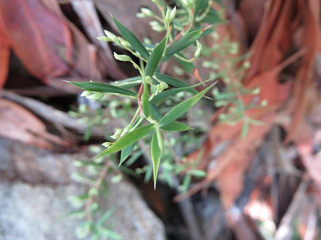 Leucopogon setiger (3)