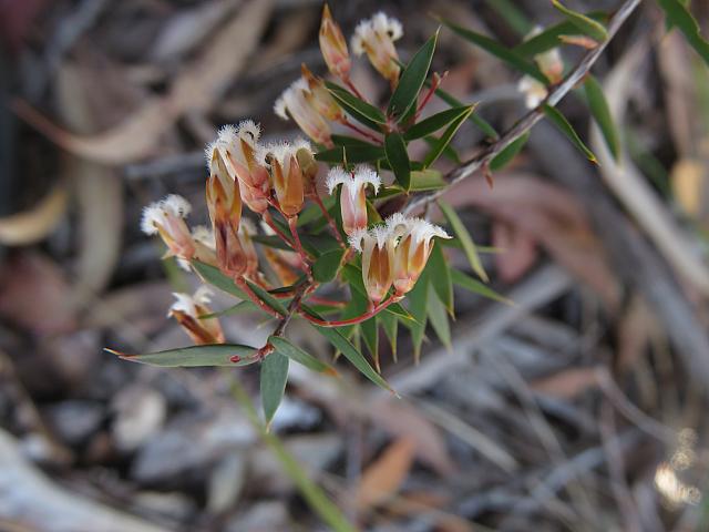 Leucopogon setiger (9)