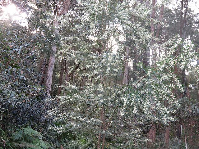 Logania albiflora (19)