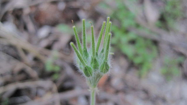 Pelargonium australe fruiting head