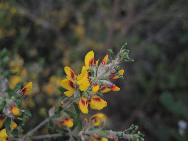 Aotus ericoides flowers - compact form