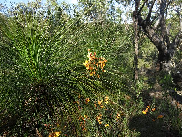 Bossiaea heterophylla (12)