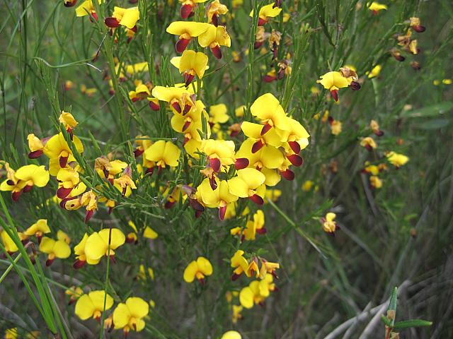 Bossiaea heterophylla (9)