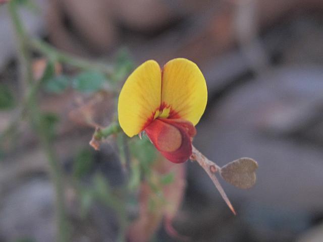 Bossiaea obcordata (13)