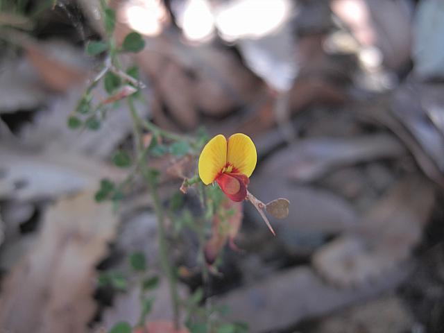 Bossiaea obcordata (5)