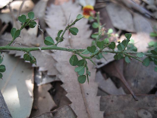 Bossiaea obcordata (8)