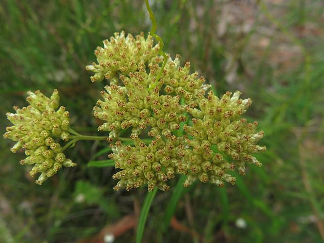 Cassinia aureonitens (1)
