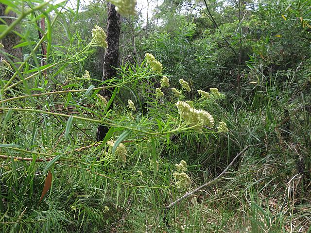 Cassinia aureonitens (4)