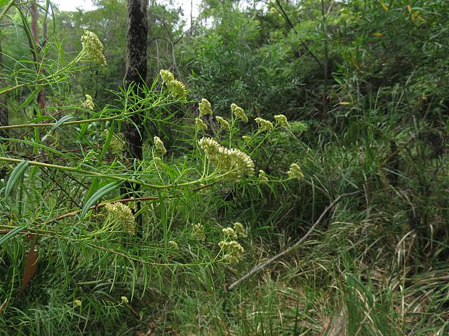Cassinia aureonitens (5)