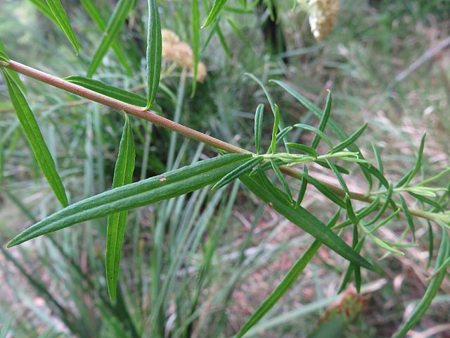 Cassinia aureonitens (6)