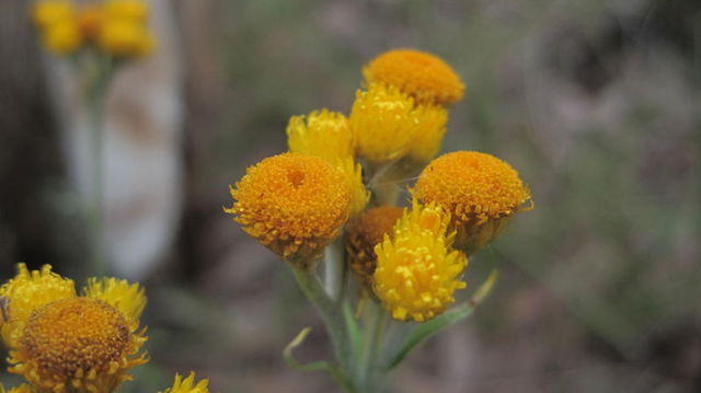 Chrysocephalum semipapposum flowers