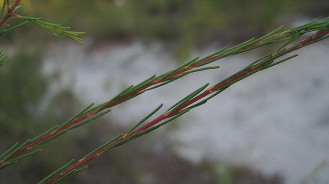 Dillwynia glaberrima new growth with appressed leaves