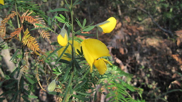 Gompholobium latifolium flower