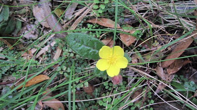 Hibbertia dentata flower