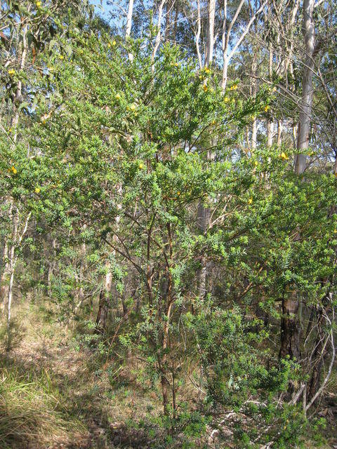 Pultenaea flexilis plant shape - tall shrub