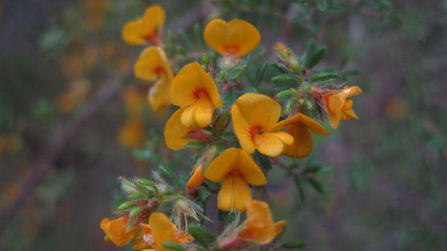 Pultenaea villosa flowers