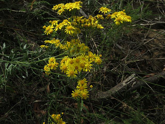 Senecio linearifolius (14)
