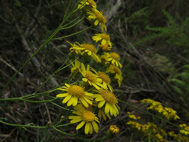 Senecio linearifolius (16)