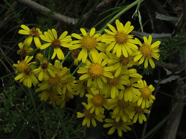 Senecio linearifolius (17)