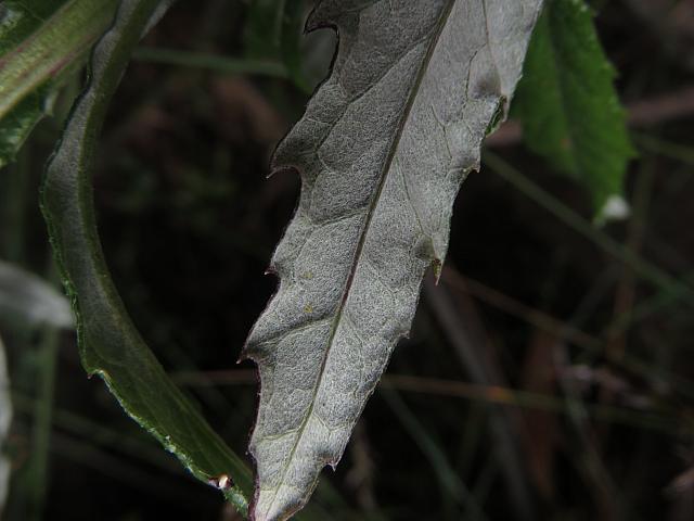 Senecio linearifolius (9)